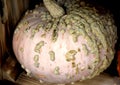 Peanut Pumpkin, Cucurbita `Galeux dÃ¢â¬â¢Eysines`, Bumpkin Pumkin Royalty Free Stock Photo